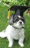 Tassel Degree Hat Pet Products Graduation Hat Pets